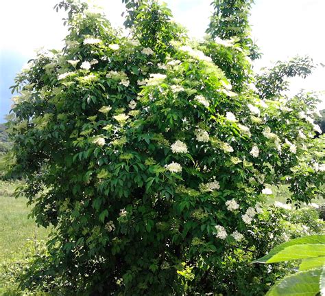 Coltivazione Sambuco