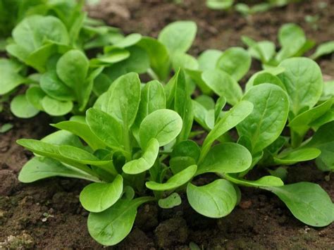 Coltivazione Valeriana