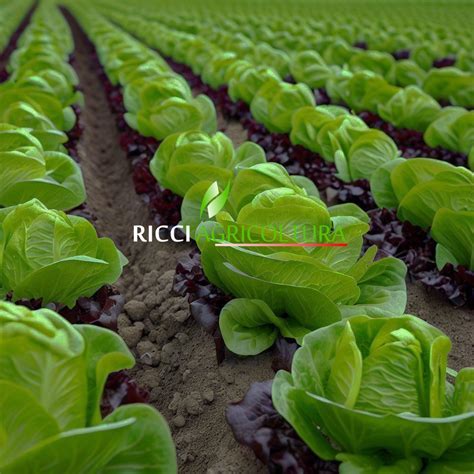 Coltivazione dell'insalata nell'orto