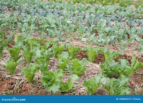 Coltivazione della lattuga nell'orto