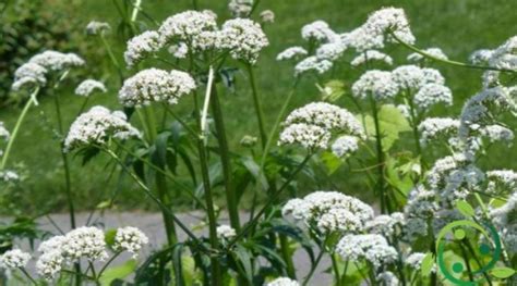 Coltivazione della valeriana