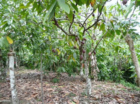 Coltivazione di cacao in Perù