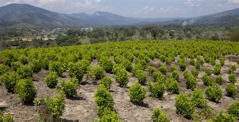 Coltivazione di coca in Colombia