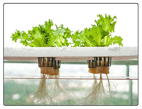 Coltivazione idroponica