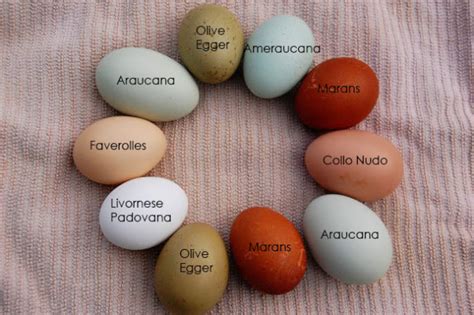 Comparazione tra uova di diverse specie