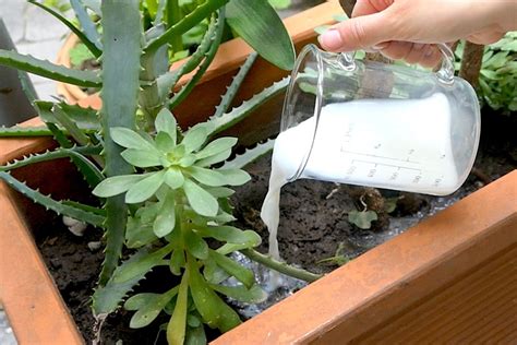 Concimare col lievito