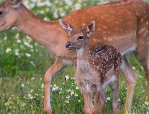 Conservazione del cerbiatto