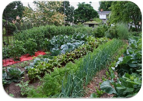 Consociazione di insalate con altre verdure