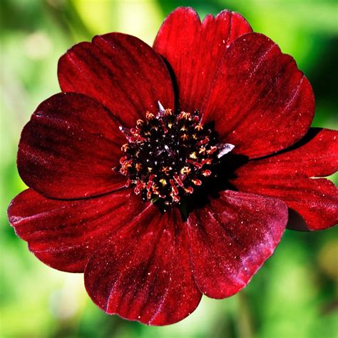 Cosmos Atrosanguineus