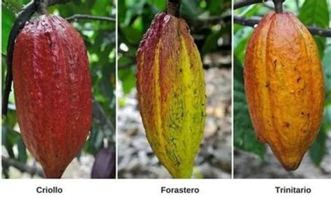 Criollo vs Forastero