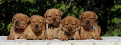 Cucciolo di Labrador Retriever
