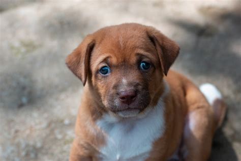 Cucciolo di cane maschio
