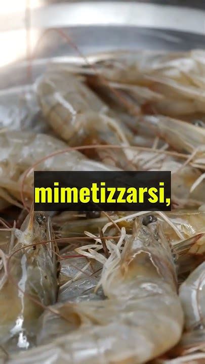 Curiosità sui Gamberetti