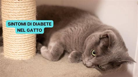 Diabete nel gatto