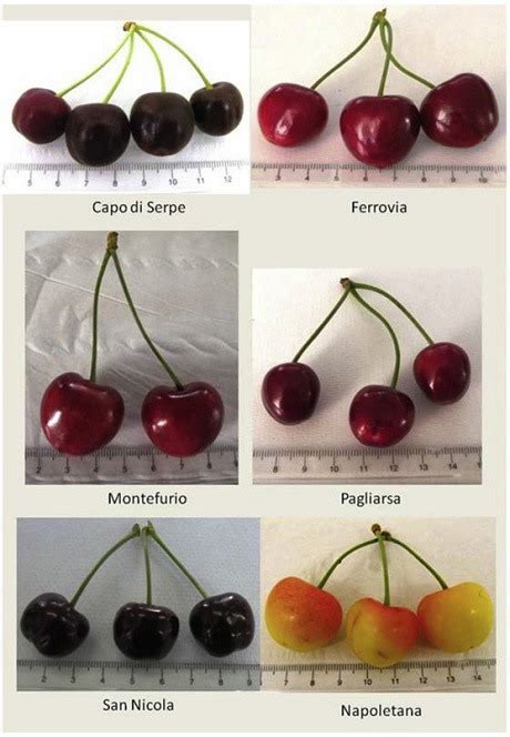 Differenza Ciliegie e Amarene