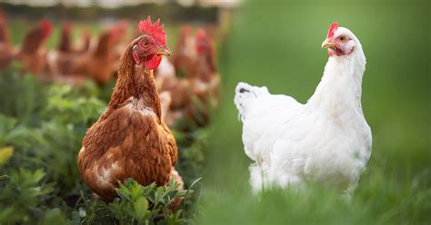 Differenza tra Pollo Ruspante e Pollo d'Allevamento
