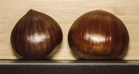Differenze tra castagne e marroni
