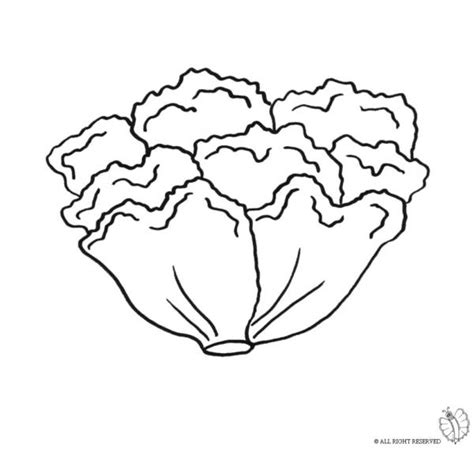 Disegno di insalata da colorare