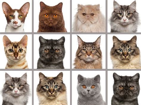Diverse razze di gatti