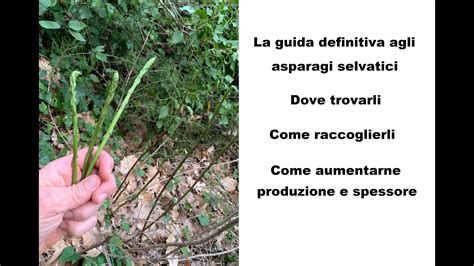 Dove trovare asparagi selvatici