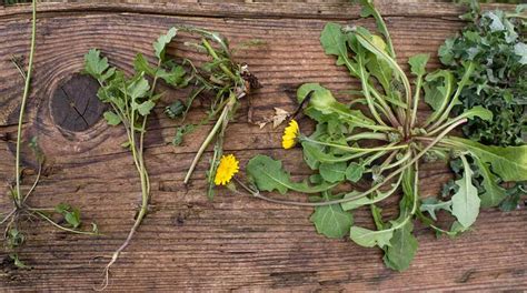 Erbe Spontanee Commestibili