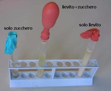 Esperimento lievito e zucchero