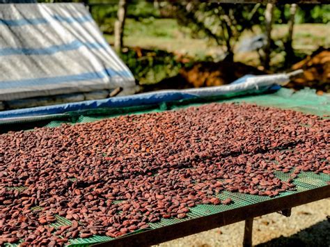 Essiccazione delle fave di cacao