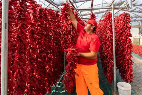 Essiccazione peperoni cruschi