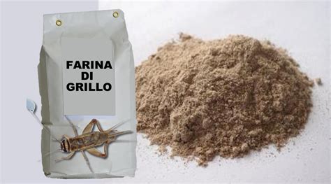Farina di grilli e sostenibilità