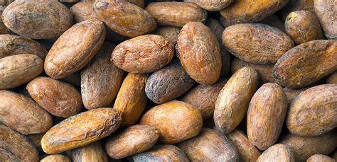 Fave di Cacao Crude e Tostate