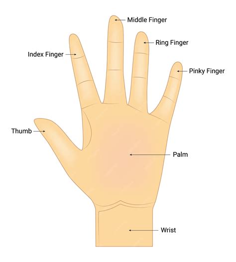 Finger's