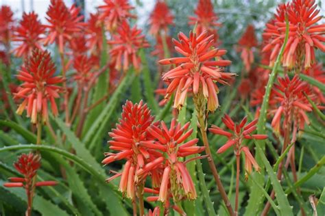 Fiore di Aloe Arborescens