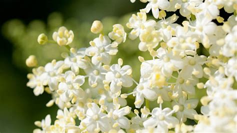 Fiori di Sambuco freschi