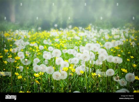 Fiori di tarassaco in un prato