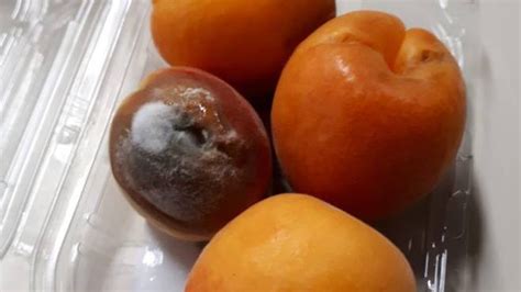 Frutta Avariata