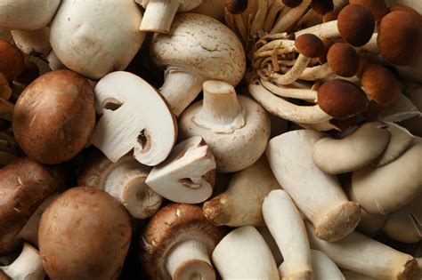 Funghi