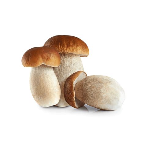Funghi Freschi