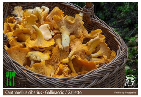 Funghi Galletti