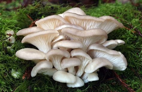 Funghi Pleurotus
