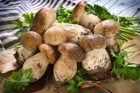 Funghi Porcini