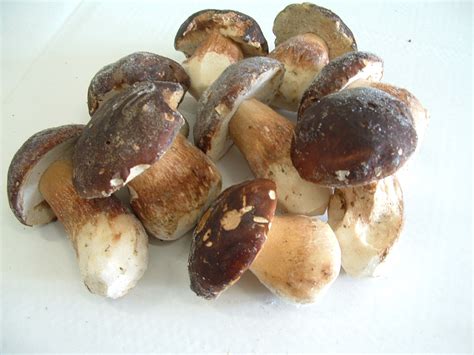 Funghi Porcini Interi