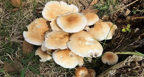 Funghi pioppini puliti