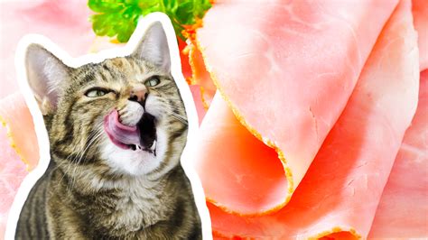 Gatto che cerca di mangiare prosciutto