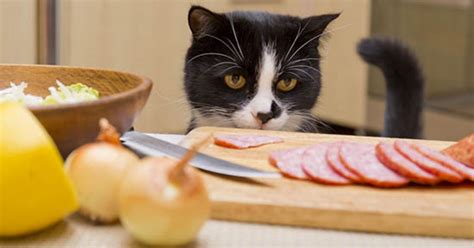 Gatto che guarda il salame