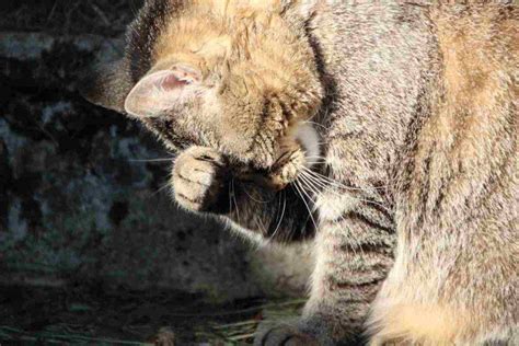 Gatto sofferente