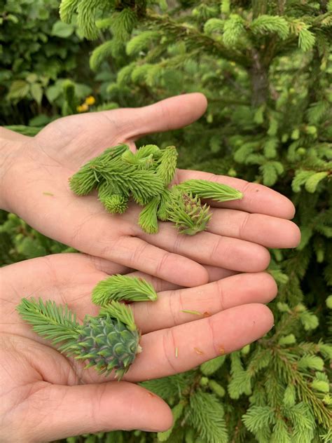 Gemme di Abete Rosso