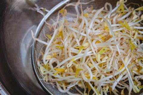 Germogli di soia coltivati in casa