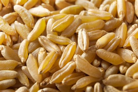 Grano Khorasan Kamut