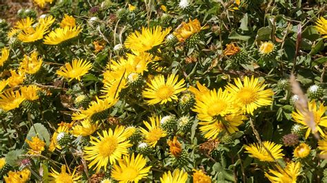 Grindelia