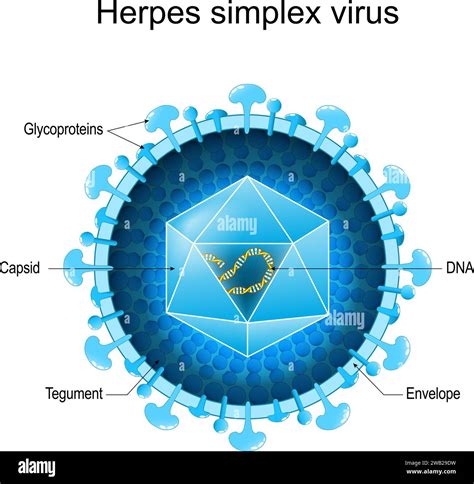 Herpes Virus